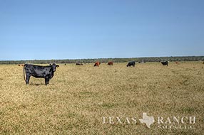 South Texas ranch 1176 acres, Zavala county image 2