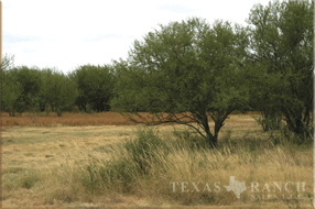 High Fenced ranch Kinney county 1641 acres - image