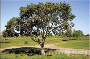 ranch real estate sale, 237 acres, image 17