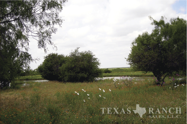 South Texas ranch 237 acres, Nueces county - image