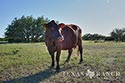 316 acre ranch Sutton County image 40