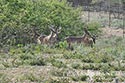 3225 acre ranch Zavala County image 33