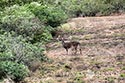3225 acre ranch Zavala County image 38