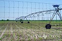 3225 acre ranch Zavala County image 5