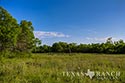 3235 acre ranch Zavala County image 12