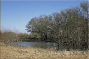ranch 396 acres, Duval county - image