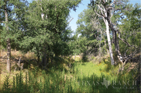 ranch 450 acres, Medina county - image