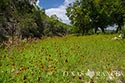 49.99 acres ranch Kerr County image 29