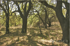 5400 Acres Image 13