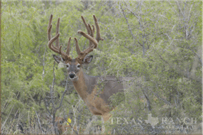 5400 Acres Image 31
