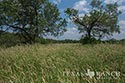 610 acre ranch Zavala County image 28