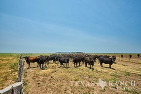 South Texas ranch 812 acres, Zavala and Frio county image 2